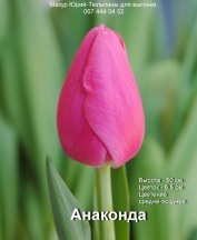 Анаконда