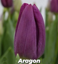 Арагон 'Aragon'