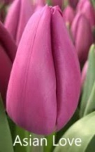 Азіан Лав 'Asian Love'