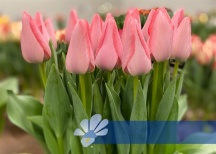 Белла Блаш 'Bella Blush'