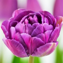 Блу Даймонд 'Blue Diamond'