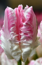 Кабана 'Cabanna'