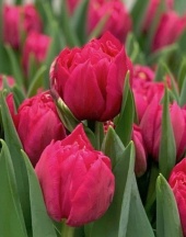 Кон'як 'Cognac'