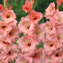 Georgia Peach 'Джорджія Піч'