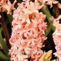 Гіацинт Джіпсі Квін