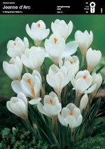 Крокус Жанна Дарк