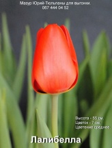 Лалибелла 12+