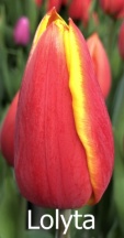 Лолита 'Lolyta'