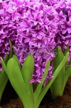 Гіацинт Місс Сайгон