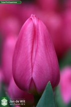 Пинк Экспириенс 