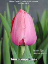 Пинк Импрешшен 14+