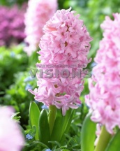 Пинк Сюрпрайз