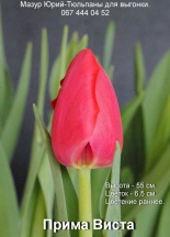 Примависта