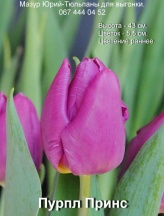 Пурпл Принс