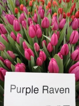 Пурпл Равен 'Purple Raven'