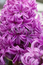 Пурпл Сенсейшен