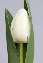 Ричарда Richarda