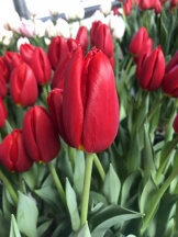 Родео Драйв /Rodeo Drive/