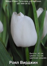 Роял Вирджин