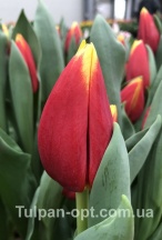 россия 'russia'