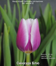 Синаэда Блю 11/12