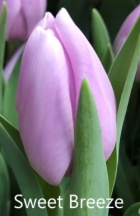 Свит Бриз 'Sweet Breeze'