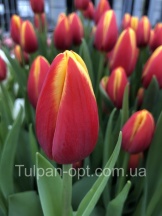 Тарзан