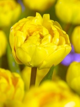 Йеллоу Помпонет 'Yellow Pompenette'