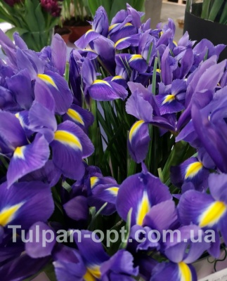 Ірис Блю Меджик