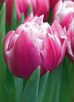 Колумбус Columbus