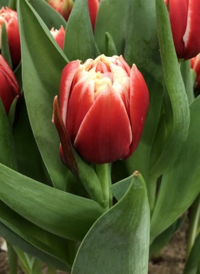 Конкорд /Concorde/