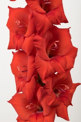 Costello 'Костелло'