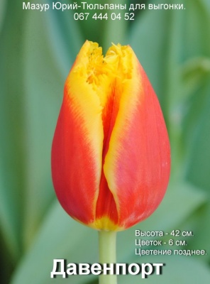 Давенпорт Davenport