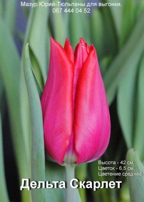 Дельта Скарлет