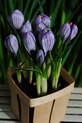 Крокус Пиквик 9/10