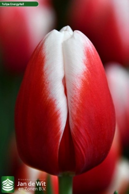 Энерджи Фор Ал 