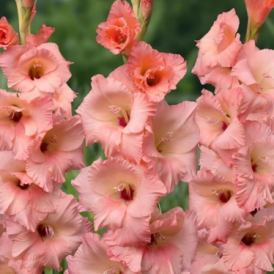 Georgia Peach 'Джорджія Піч'