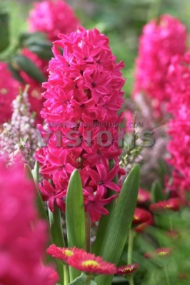 Гіацинт Ян Бос