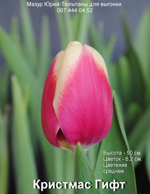 Кристмас Гифт 'Christmas Gift'