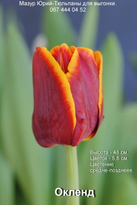 Окленд