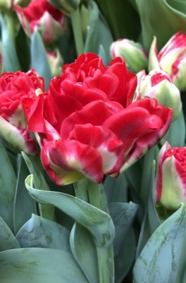 Памплона /Pamplona/