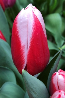 Пол Маккартни 