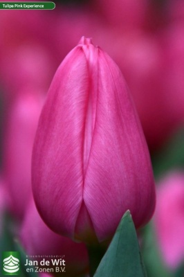 Пинк Экспириенс 