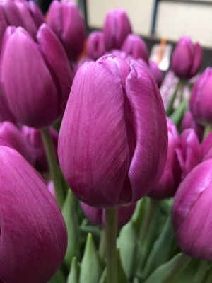 Пурпл Лорд /Purple Lord/