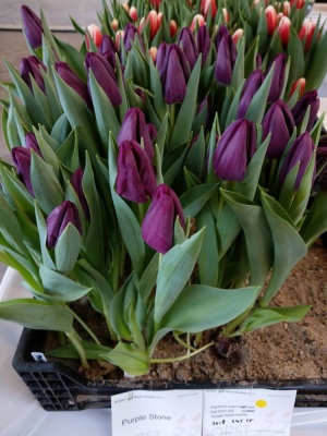 Пурпл Стоун