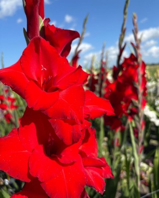 RED BALANCE