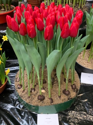 Red Angel