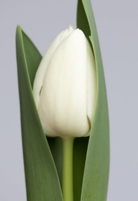 Ричарда Richarda