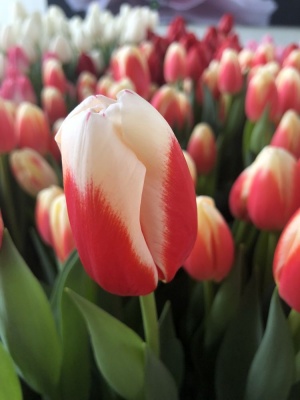 Роман Эмпайр 'Roman Empire'