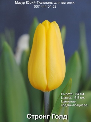 Стронг Голд 'Strong Gold'